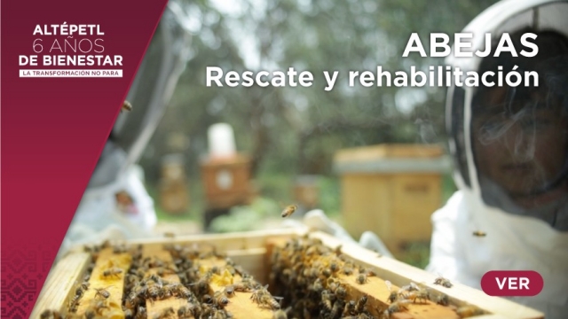 Rescate y rehabilitación de abejas